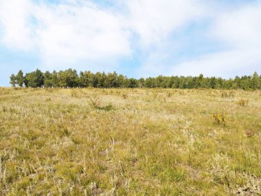  Gündüzleri orman manzarası