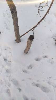 Şehirde soğuk bir kış günü