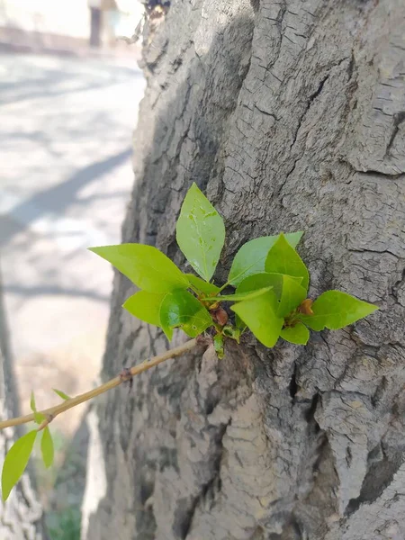 Strahlend Sonniger Sommertag — Stockfoto