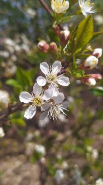 İlkbaharda elma ağacının güzel beyaz çiçekleri