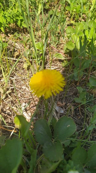 Schöne Botanische Aufnahme Natürliche Tapete — Stockfoto