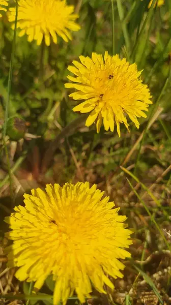 Belo Dente Leão Amarelo Jardim — Fotografia de Stock