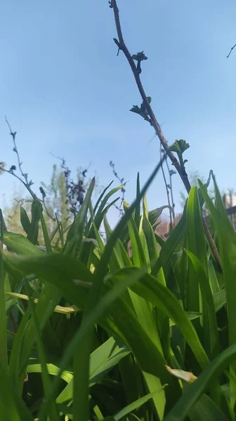 Bahçedeki Yeşil Çimenler — Stok fotoğraf