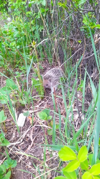 Bir yılanla genç bir kuşun yakın plan fotoğrafı.