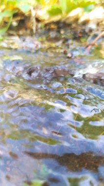 Suyun içinde sazlıklar