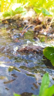 Doğanın güzel manzarası