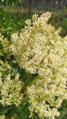 Suyun içinde sazlıklar