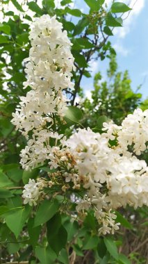 Suyun içinde sazlıklar