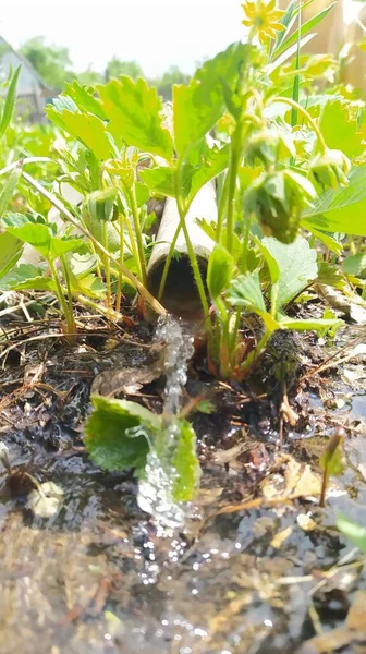 庭で育つ緑の植物は — ストック写真