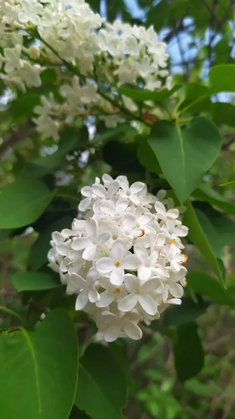 Weiße Hortensienblüten Garten — Stockfoto