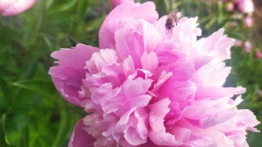 Bahçedeki pembe şakayık çiçeği