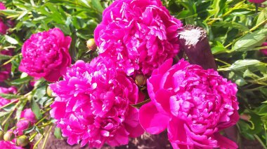 Bahçedeki güzel pembe şakayık