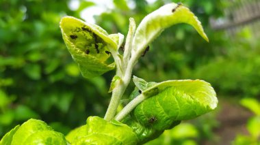 Bahçede yeşil biber bitkisi