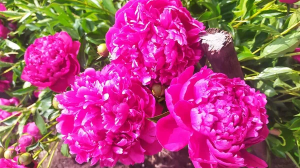 Bahçedeki güzel pembe şakayık