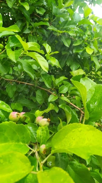 Groene Appelboom Met Bladeren — Stockfoto