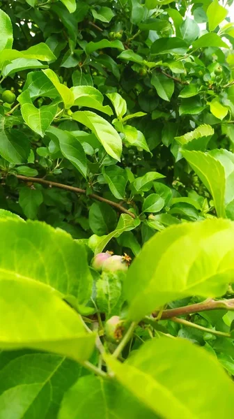 Groene Peperplant Tuin — Stockfoto