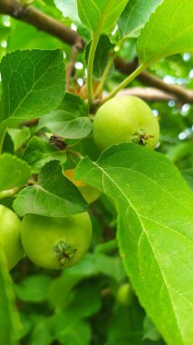 Ağaçtaki yeşil elma