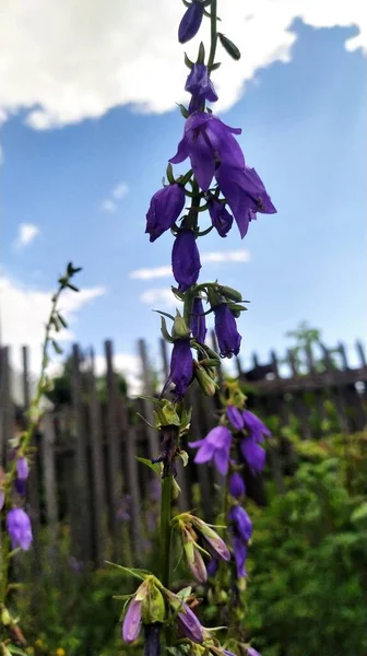 Blick Auf Die Schönen Blumen — Stockfoto