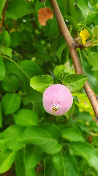 Eine Nahaufnahme Von Reifen Pflaumen Auf Einem Baum — Stockfoto