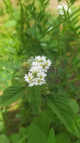 Nahaufnahme Von Schönen Blühenden Blumen — Stockfoto