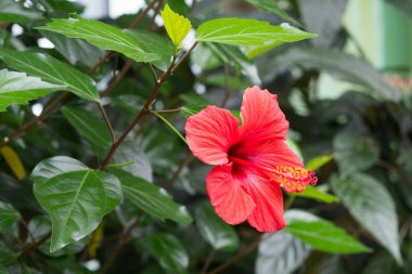 Yeşil yaprakların arka planında çiçek açan kırmızı çiçek.