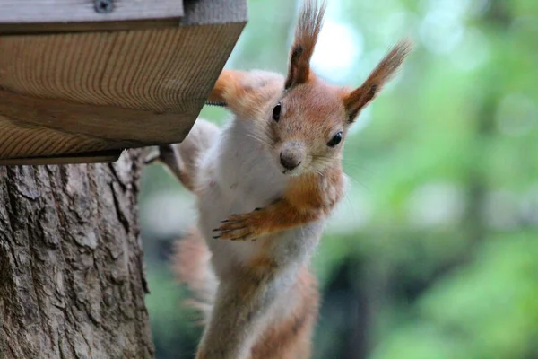 Charismatic Squirrel Looking Food — 스톡 사진