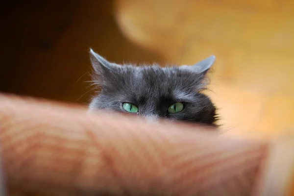 Cat Watching Cat Hiding — Stock Photo, Image