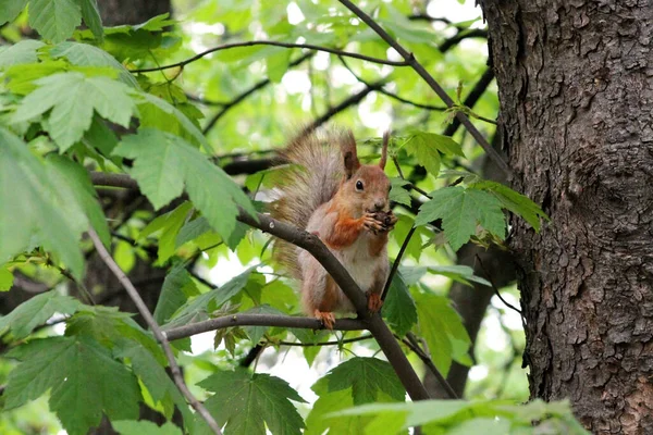 Cute Squirrel Eats Nut While Sitting Branch — 스톡 사진