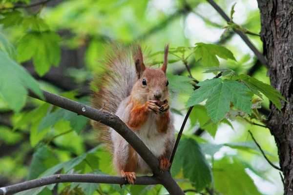 Observer Squirrel Eats Nut Sitting Branch — 스톡 사진