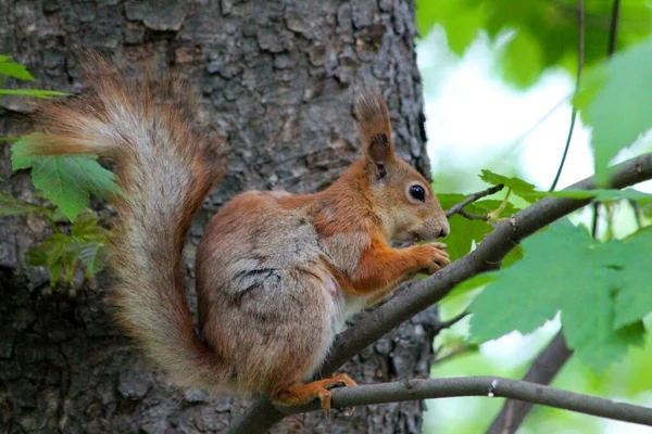 Observador Esquilo Uma Árvore Com Uma Noz — Fotografia de Stock