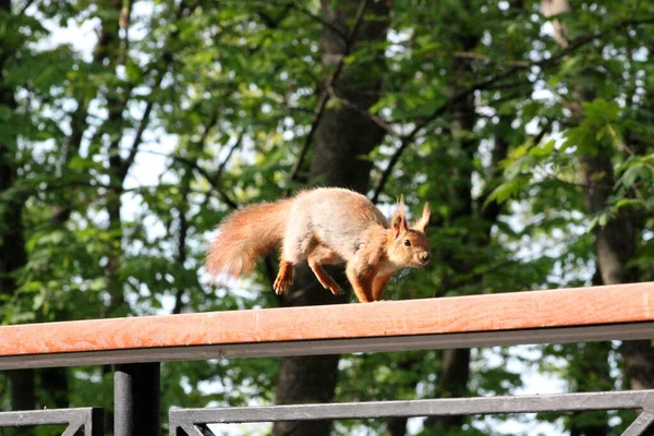 Esquilo Vermelho Enquanto Corre — Fotografia de Stock
