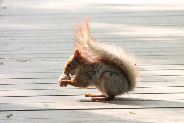 Red Squirrel Sits Ground Eating Nut — Stockfoto