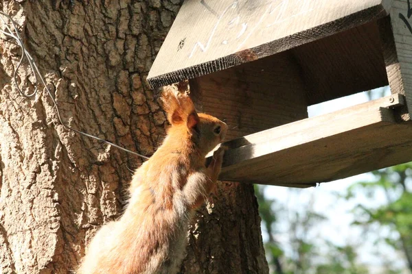 Red Squirrel Looks Feeder Search Food — 스톡 사진