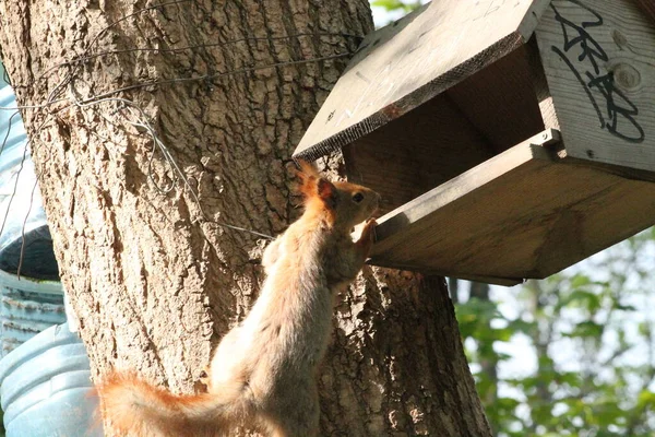 Red Squirrel Peeks Feeder — 스톡 사진