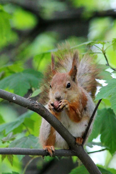 Cute Squirrel Eats Nut While Sitting Tree — 스톡 사진