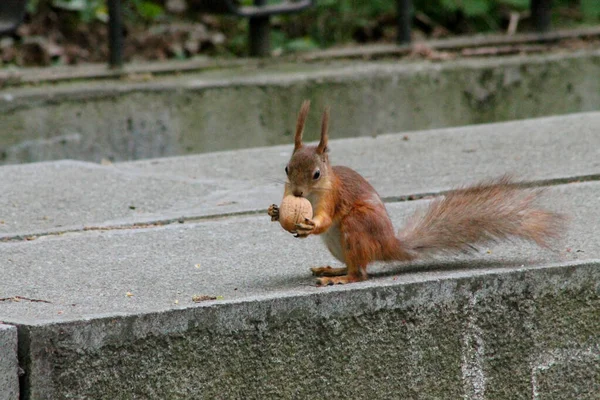 Esquilo Vermelho Com Noz Encontro Alegre — Fotografia de Stock