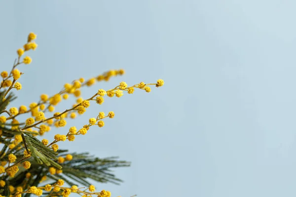Blue banner with mimosa branch with copy space. Spring