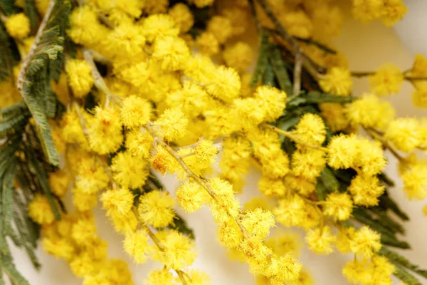 Mimosa Flowers Nära Håll Vårens Soliga Koncept Makro Stockfoto