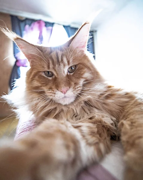 Gato Maine Coon Retrato Fluffy Engraçado — Fotografia de Stock