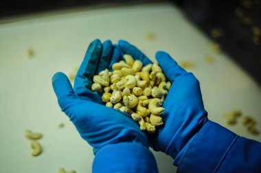 Avuçlarda fındık. Soyulmuş fındık. Kaju fıstığı Yapım Dükkanı