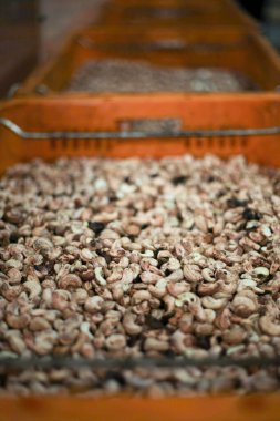 Yakın plan. Soyulmuş fındık. Kaju fıstığı Yapım Dükkanı