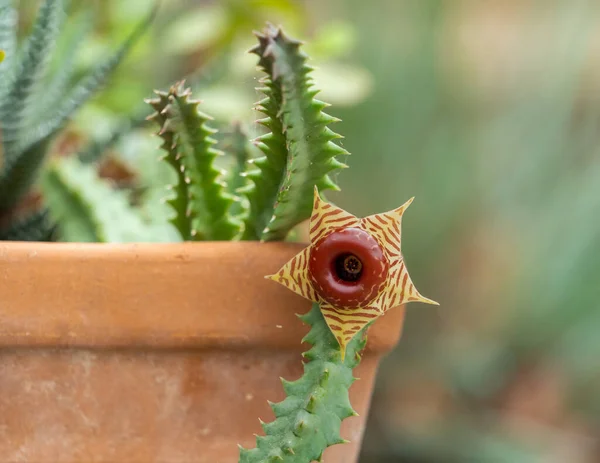 Huernia zebrina, or carrion flower, is a small perennial succulent with beautiful flowers that have a strong unpleasant odor, like decaying meat, designed to attract pollinators.