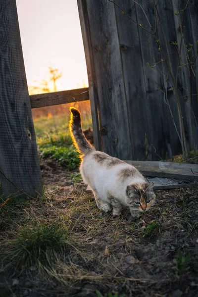 Fluffy White Cat Blue Eyes Going Hole Wooden Fence Sunset — Stock Photo, Image