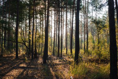 Çam ormanı manzarası sessiz ve huzurlu