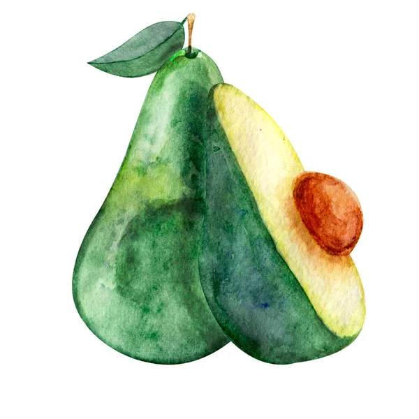 Aquarellset Cliparts exotische Frucht Avocado von Hand gezeichnet — Stockfoto