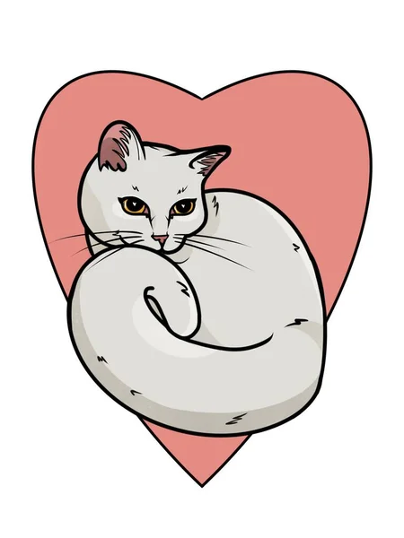 Weiße Katze Zum Valentinstag — Stockfoto