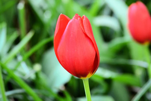 Tulipán Rojo Pie Junto Jardín Tulipanes — Foto de Stock