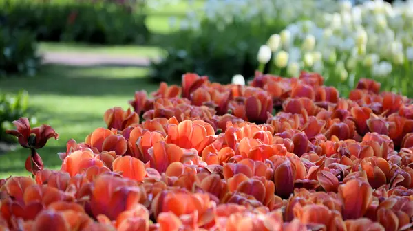 Campo Tulipanes Naranja Holanda — Foto de Stock