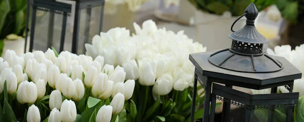 Linterna Con Tulipán Blanco Fondo — Foto de Stock