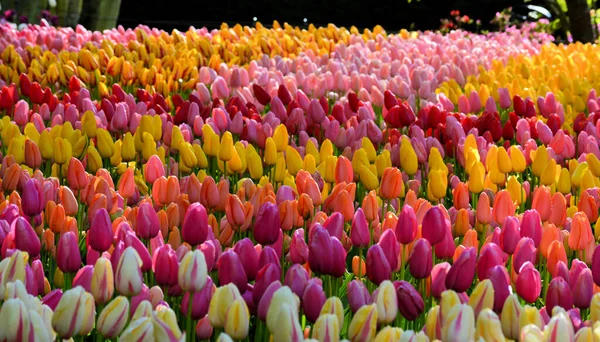 Tulipán Color Mixto Archivado Holanda — Foto de Stock